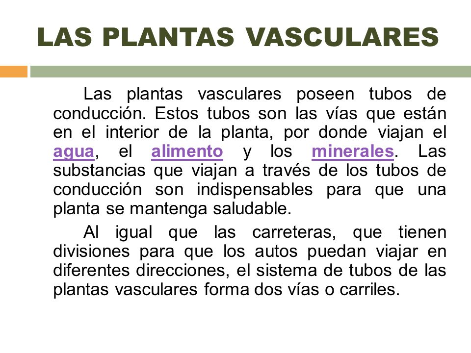 plantas vasculares y no vasculares conclusion
